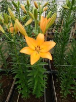 [5131 Cesare VZ No01.JPG]